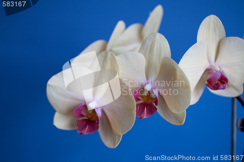 Image of orchid