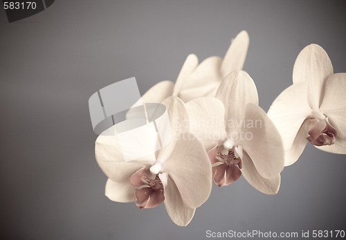 Image of orchid