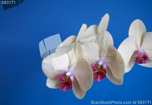 Image of orchid