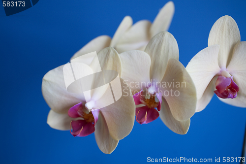 Image of orchid