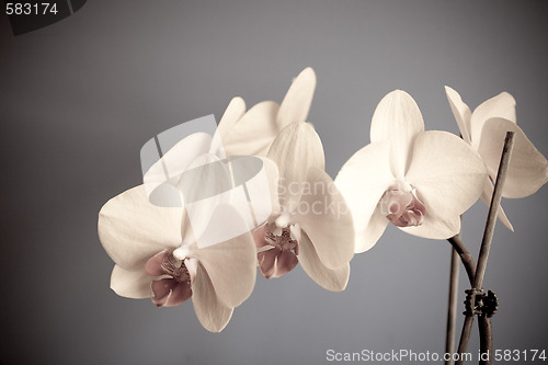 Image of orchid