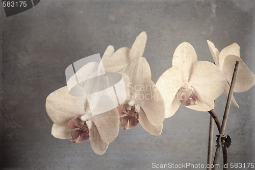 Image of orchid