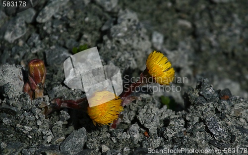 Image of Coltsfoot