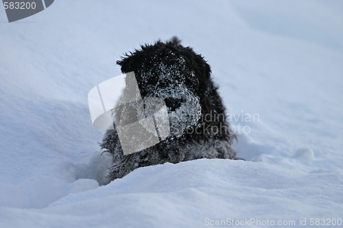 Image of Miniature Schnauzer