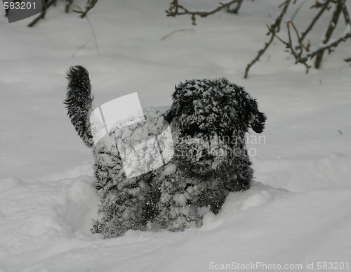 Image of Miniature schnauzer