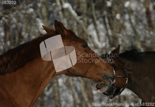 Image of Horses playing