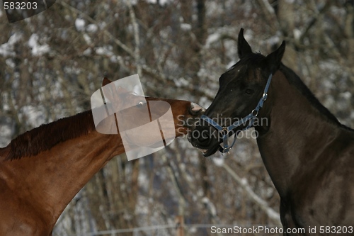 Image of Horses playing