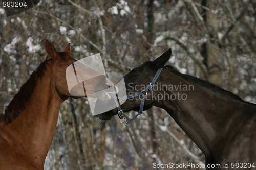 Image of Horses playing
