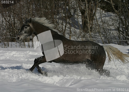 Image of Horse running in snow