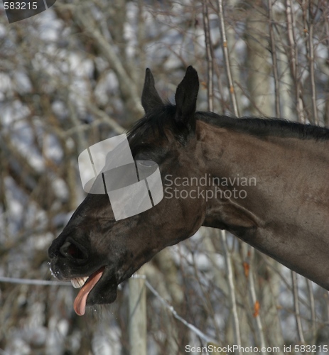 Image of Horse sticking its tongue out