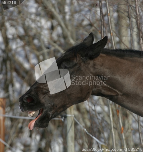 Image of Horse making grimace