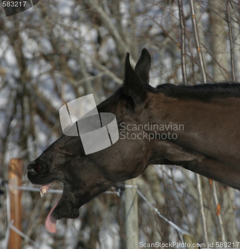 Image of Horse making grimace