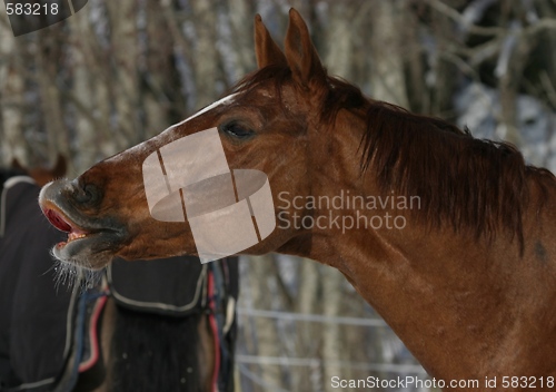 Image of Horse smelling