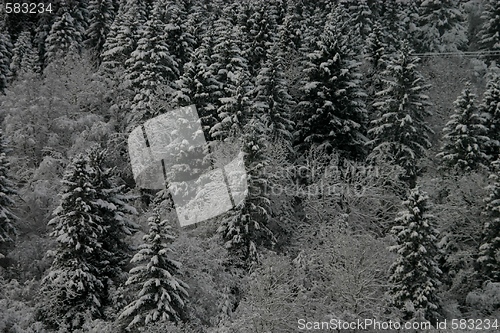 Image of Winter forest