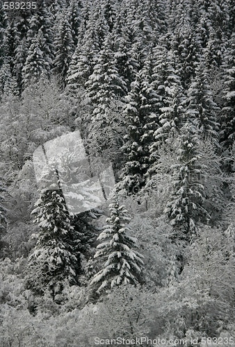 Image of Winter forest