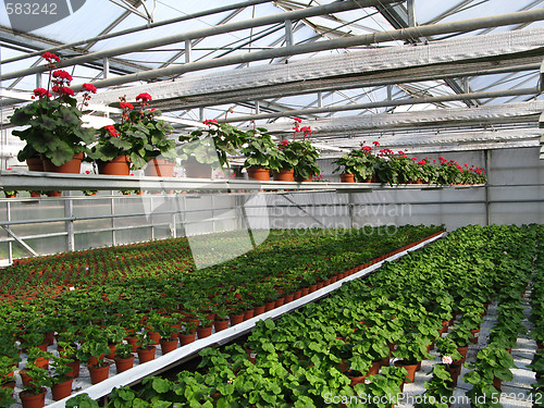 Image of Green house