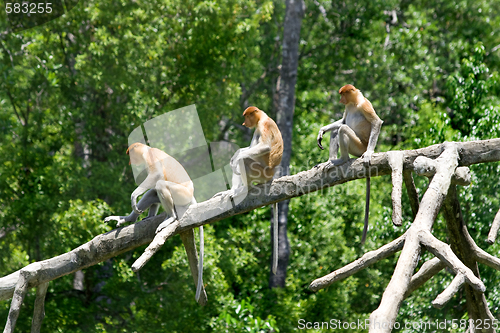 Image of Proboscis monkeys 