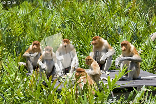 Image of Proboscis monkeys 