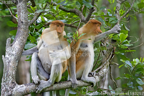 Image of Proboscis monkeys 