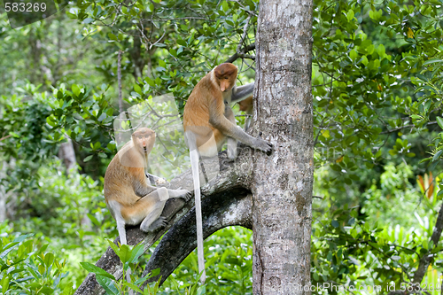 Image of Proboscis monkeys