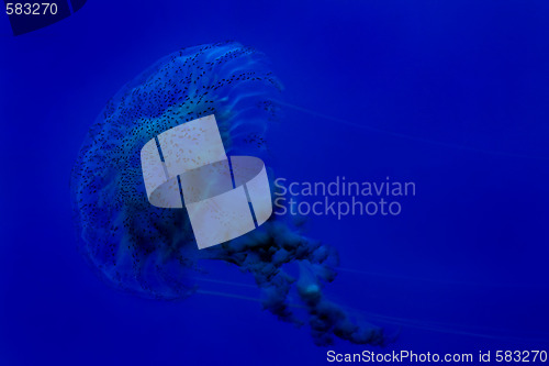 Image of Jellyfish