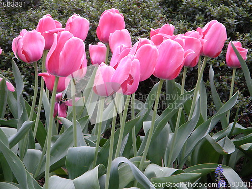Image of Pink Tulips