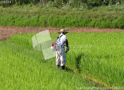 Image of Man working in the rice field