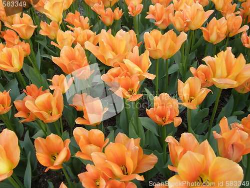 Image of Yellow Flowers