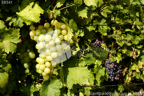 Image of white grapes ready for harvesting