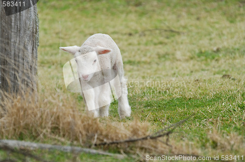 Image of young lamb on the farm