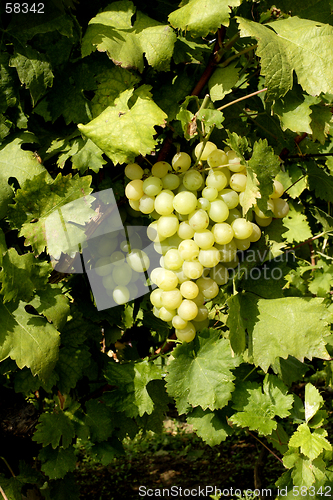 Image of white grapes ready for harvesting