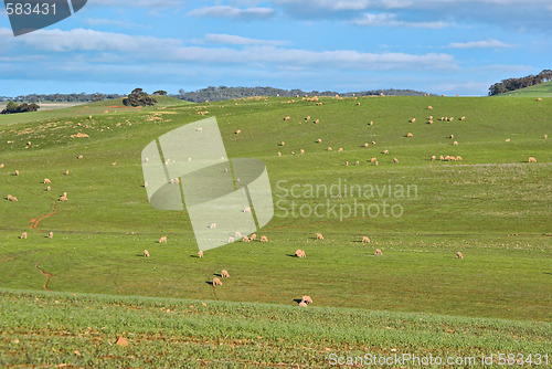 Image of sheep in the field
