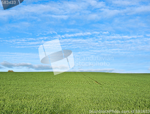Image of lush green grass