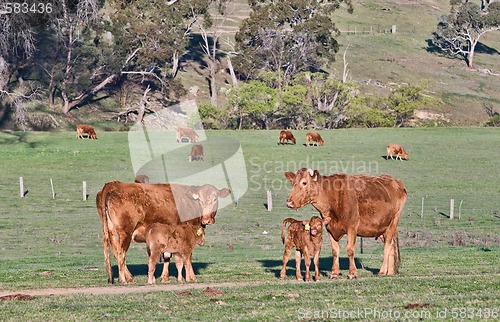 Image of cows in the field