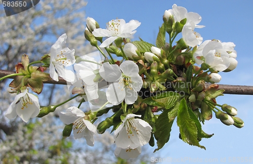 Image of fruit tree with flowers