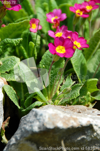 Image of Spring flowers