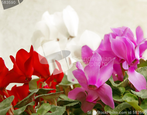 Image of Cyclamen background