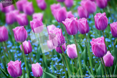 Image of Purple tulips background