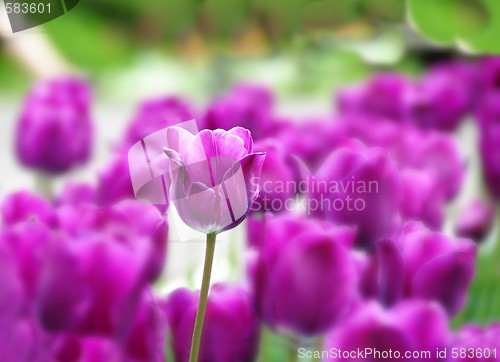 Image of Purple tulips background