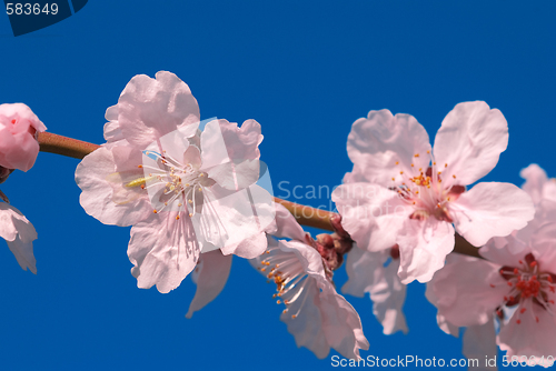 Image of cherry plum tree flower