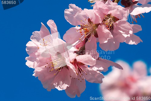 Image of cherry plum flowers