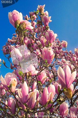 Image of blooming magnolia tree in april