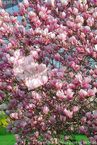 Image of blooming magnolia tree in april