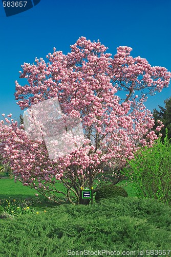 Image of blooming magnolia tree in april