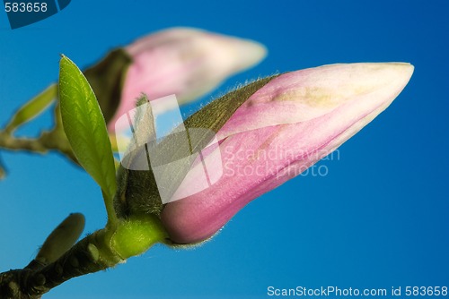 Image of magnolia bud against blue sky