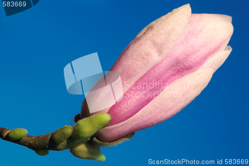 Image of magnolia bud against blue sky
