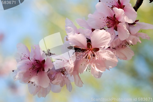 Image of blooming cherry plum tree twig 