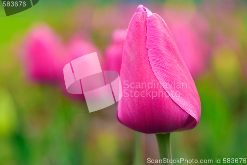 Image of tulip bulb