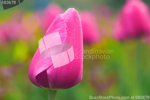 Image of tulip bulb