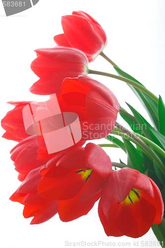 Image of red tulips